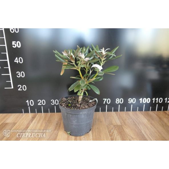 Różanecznik Ruth Davis