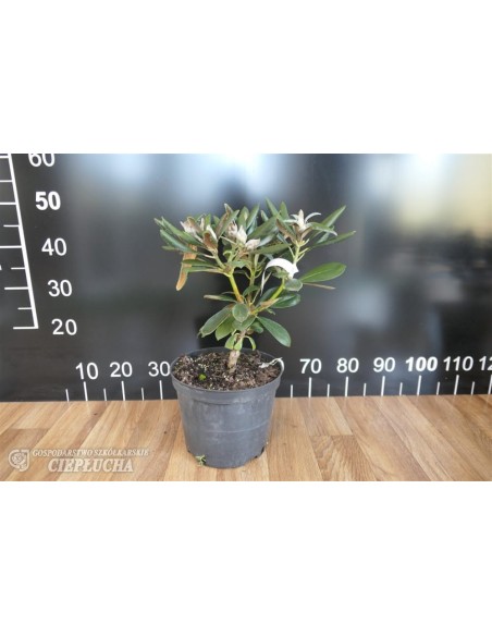 Różanecznik Ruth Davis