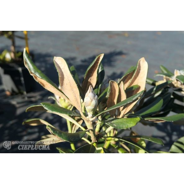 Różanecznik Ruth Davis