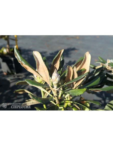 Różanecznik Ruth Davis