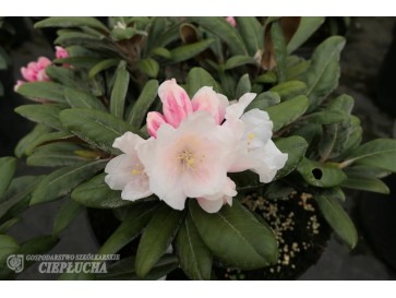 Różanecznik Edelweiss 2