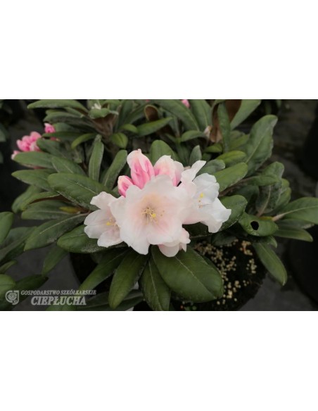 Różanecznik Edelweiss