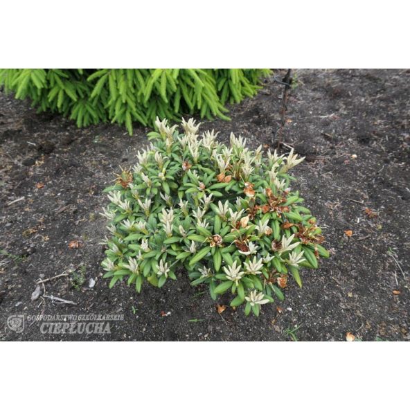 Różanecznik Edelweiss