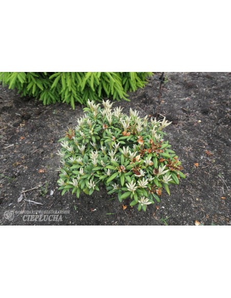 Różanecznik Edelweiss