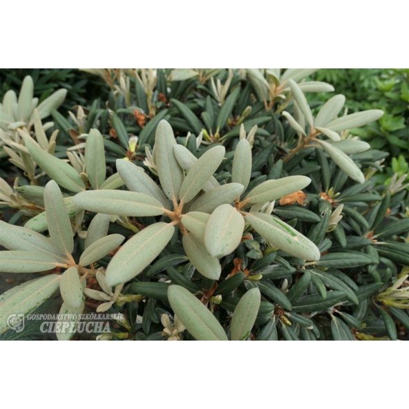 Różanecznik Edelweiss