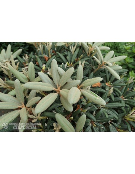 Różanecznik Edelweiss