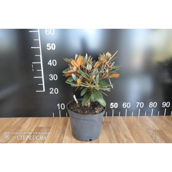 Różanecznik Edelweiss