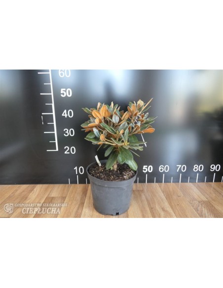 Różanecznik Edelweiss