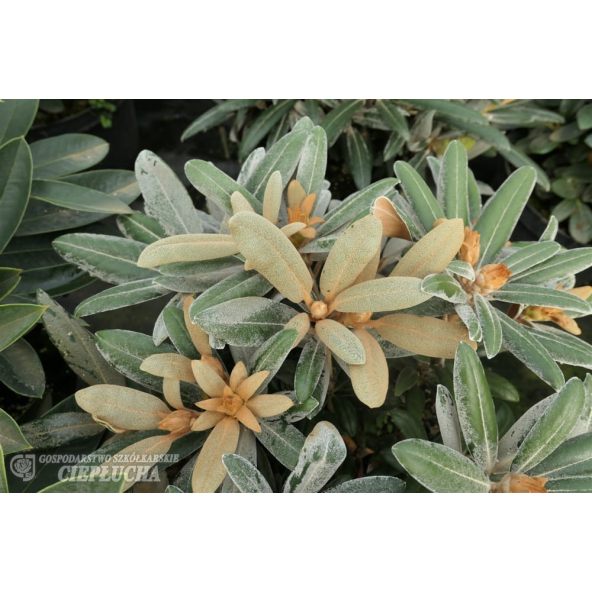 Różanecznik Edelweiss