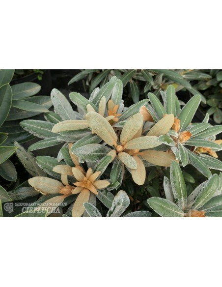 Różanecznik Edelweiss