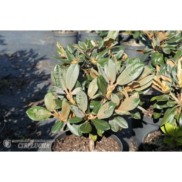 Różanecznik Edelweiss