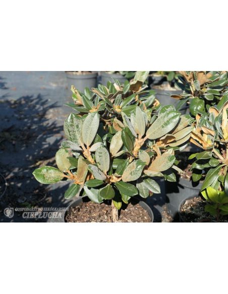 Różanecznik Edelweiss