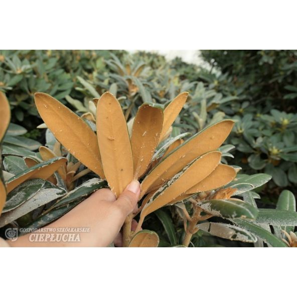 Różanecznik Edelweiss