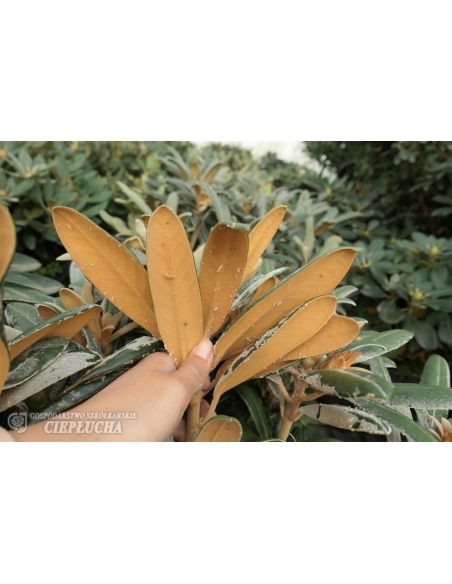 Różanecznik Edelweiss