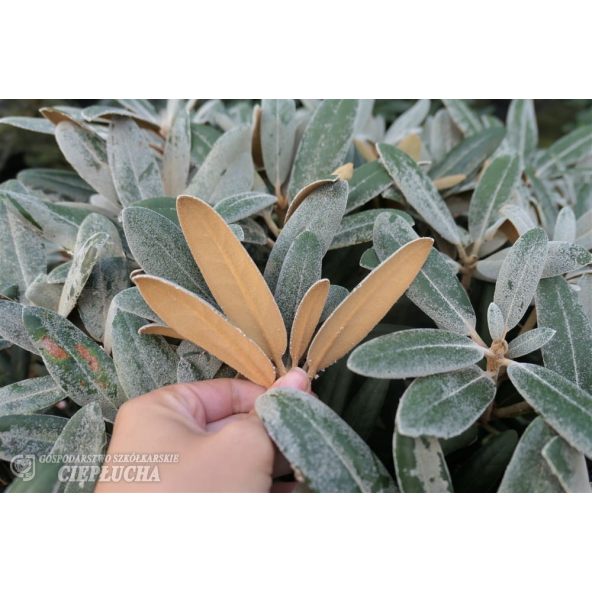 Różanecznik Edelweiss