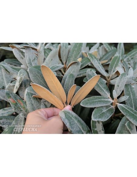 Różanecznik Edelweiss