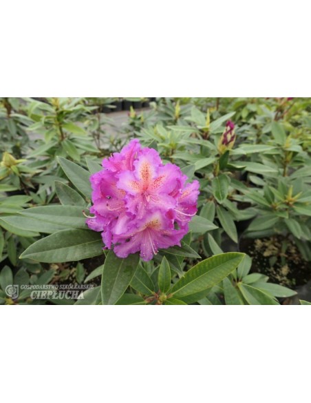 Różanecznik Klenova