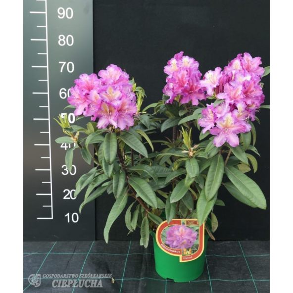 Różanecznik Klenova