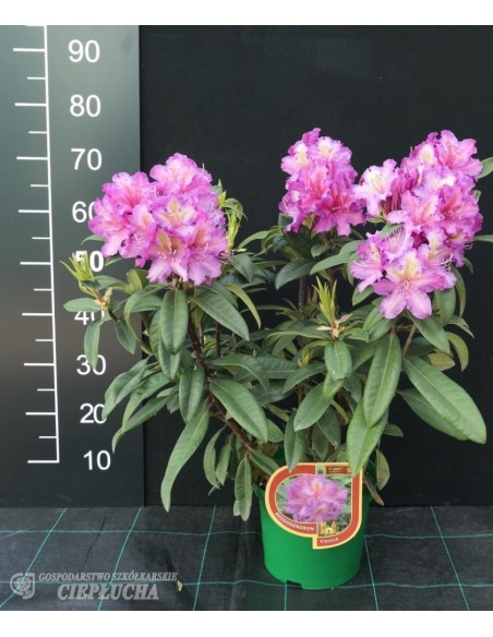 Różanecznik Klenova