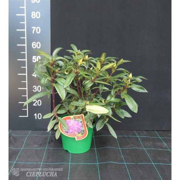 Różanecznik Klenova