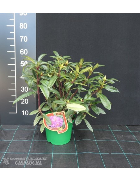 Różanecznik Klenova