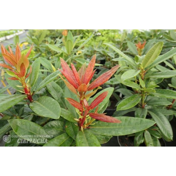 Różanecznik Klenova