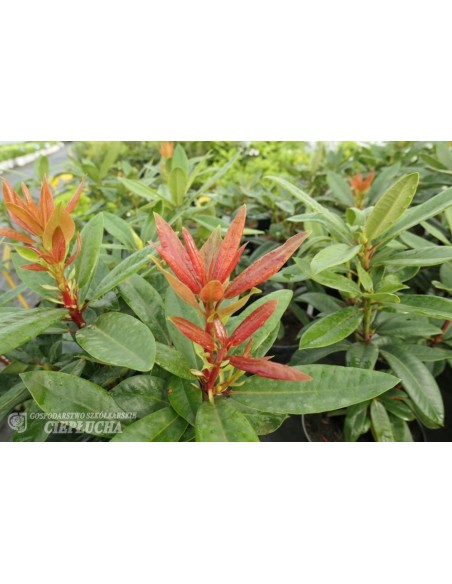 Różanecznik Klenova