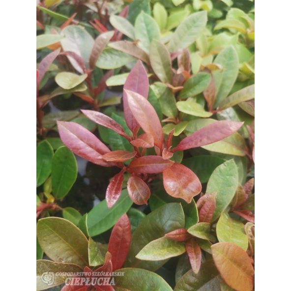 Różanecznik Klenova