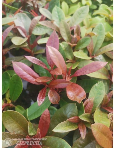 Różanecznik Klenova