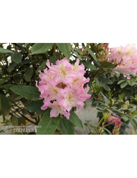 Różanecznik Svihov