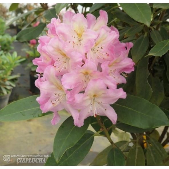 Różanecznik Svihov