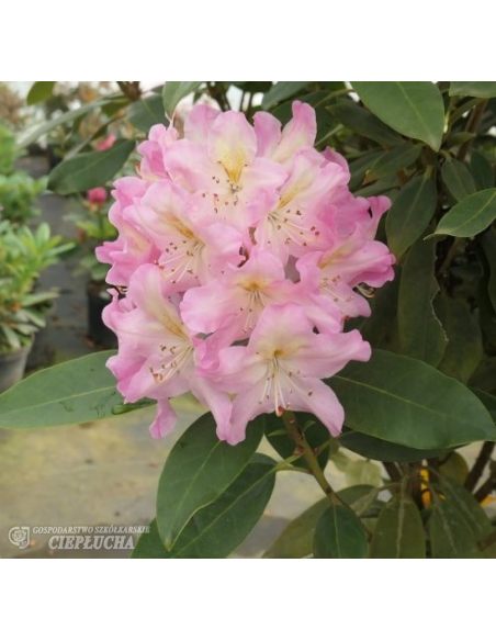 Różanecznik Svihov