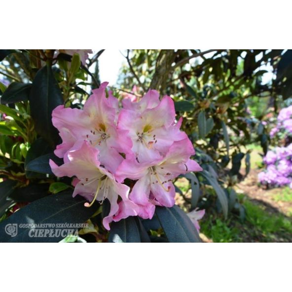 Różanecznik Svihov