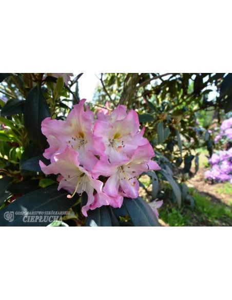 Różanecznik Svihov