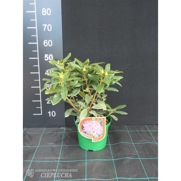 Różanecznik Svihov