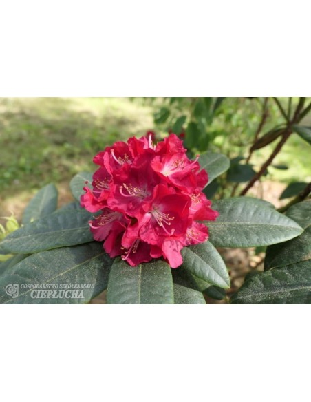 Różanecznik Krakovec