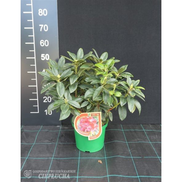 Różanecznik Krakovec