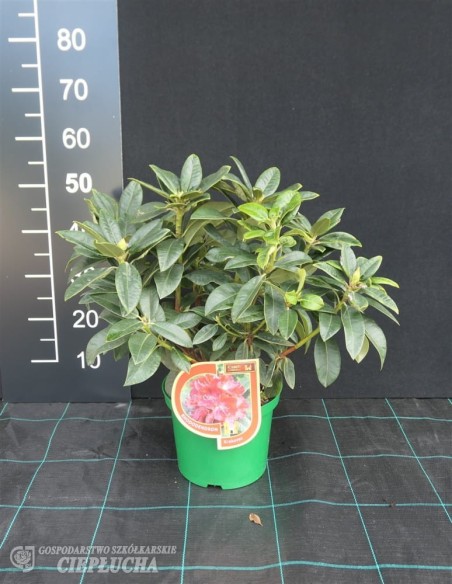 Różanecznik Krakovec