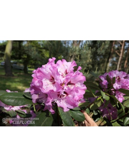 Rożanecznik Karlstejn