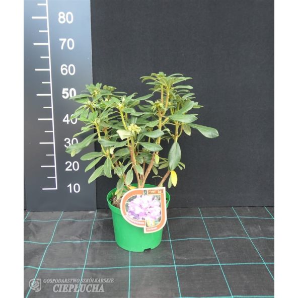 Rożanecznik Karlstejn