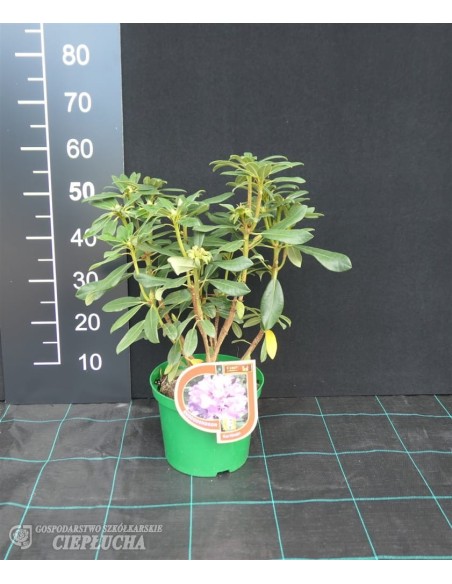 Rożanecznik Karlstejn