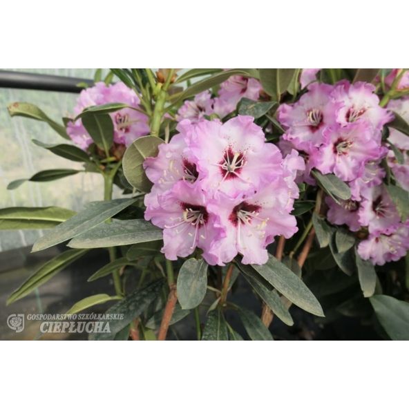 Rożanecznik Karlstejn