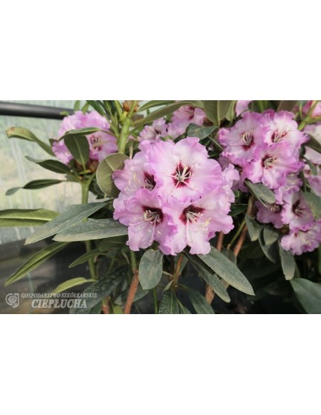 Rożanecznik Karlstejn