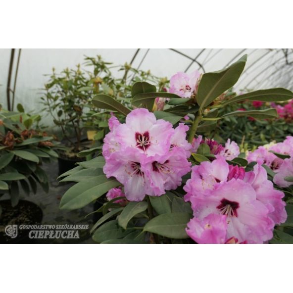 Rożanecznik Karlstejn