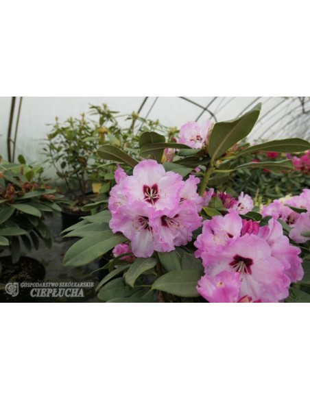 Rożanecznik Karlstejn