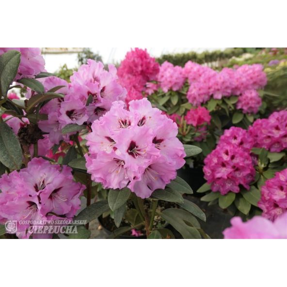 Rożanecznik Karlstejn