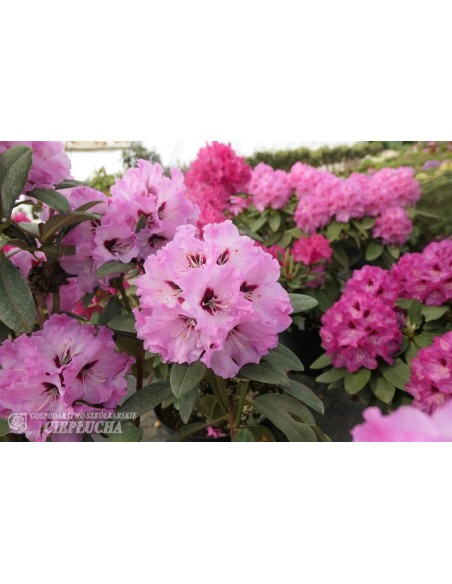 Rożanecznik Karlstejn