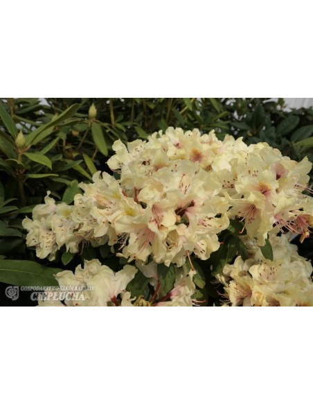 Różanecznik George Sand