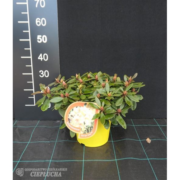 Różanecznik George Sand