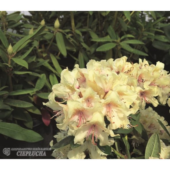 Różanecznik George Sand